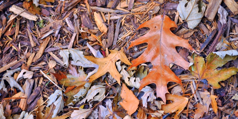 mulch and leaves
