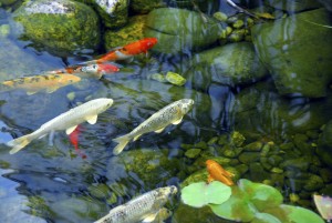 Add some koi to your backyard pond