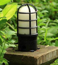 backyard lighting