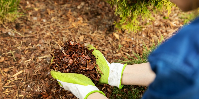 gardener picking up mulch