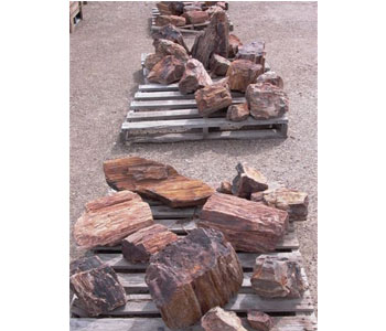 Petrified Wood