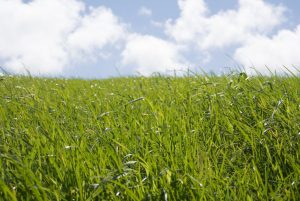 spring-grass